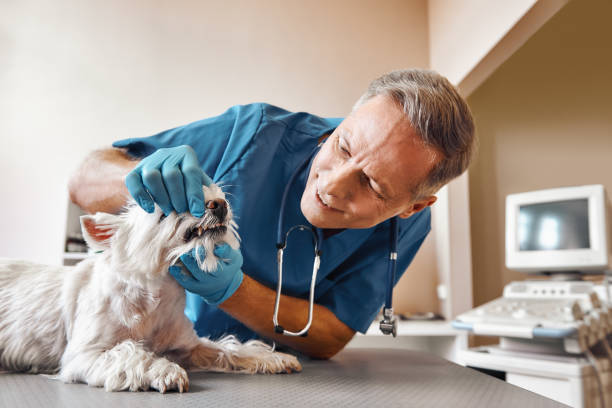 Best Emergency Dental Care for Broken or Chipped Teeth in Arthur, IL